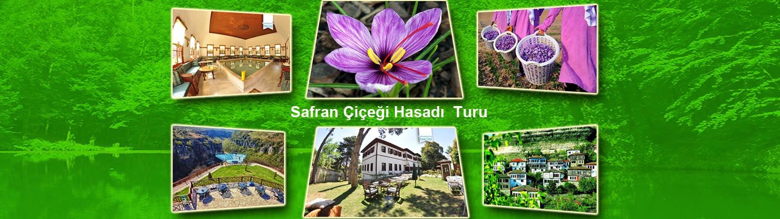 GÜNÜBİRLİK VE KONAKLAMALI SAFRANBOLU SAFRAN ÇİÇEĞİ HASADI TURU 
