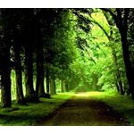 Günübirlik Belgrad Ormanı Turu, Belgrad Ormanları