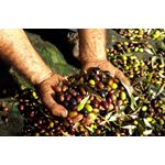 İznik Zeytin Hasadı, İznik Gölü, Gölyazı, Trilye, Mudanya Turu 